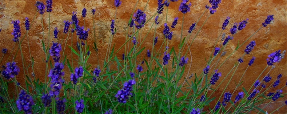 Flowers by a wall on Gotland, Sweden.